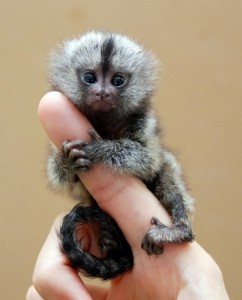 Pygmy-Marmoset-Baby