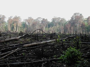 deforestation-rainforest-burned-down