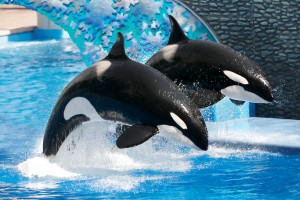 The-killer-whales-at-SeaWorld-Orlandos-whales-1248811