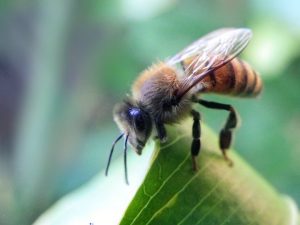 bee_stock_01_by_shutter_shooter-d4nc6us