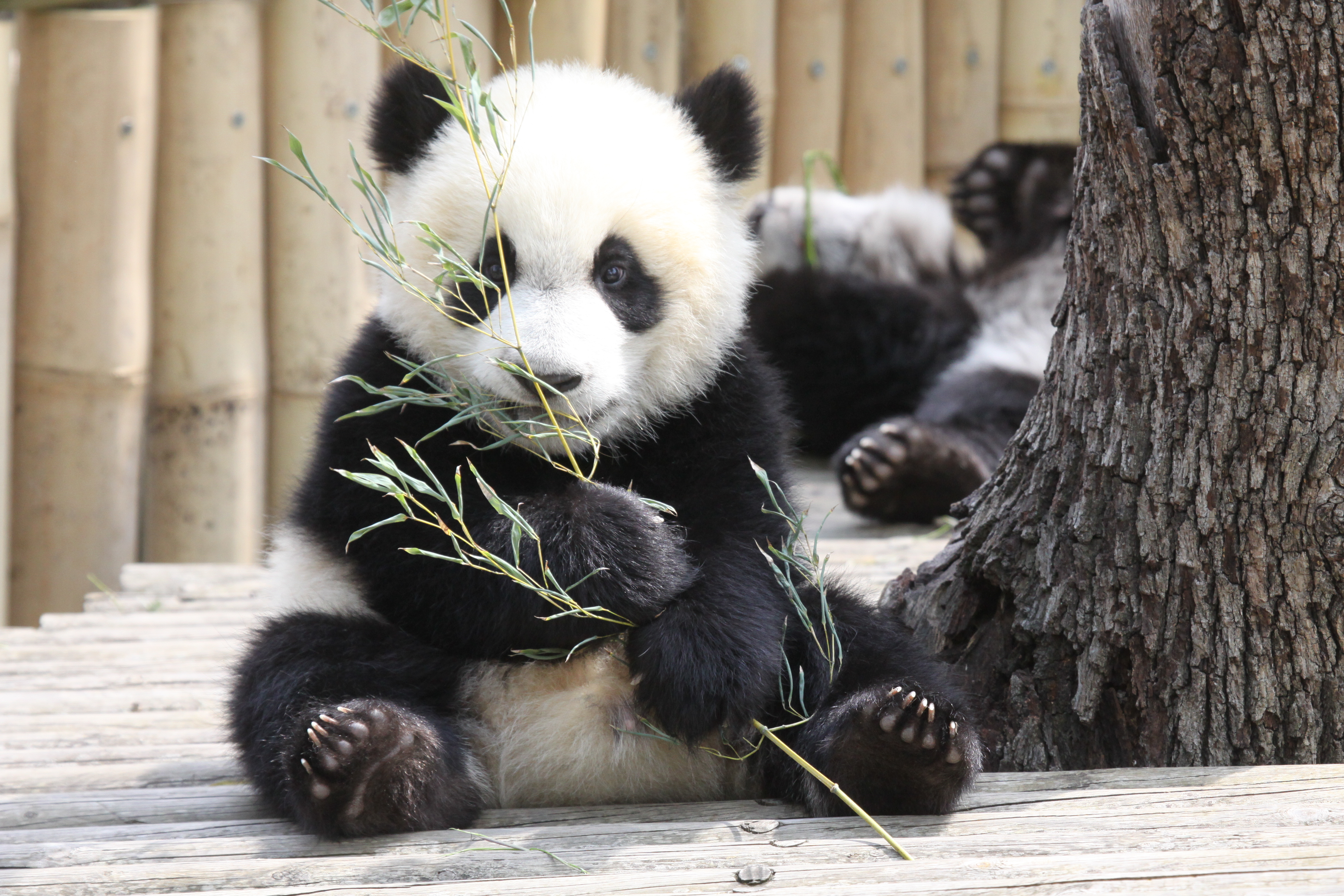 Большая Панда бамбуковый медведь