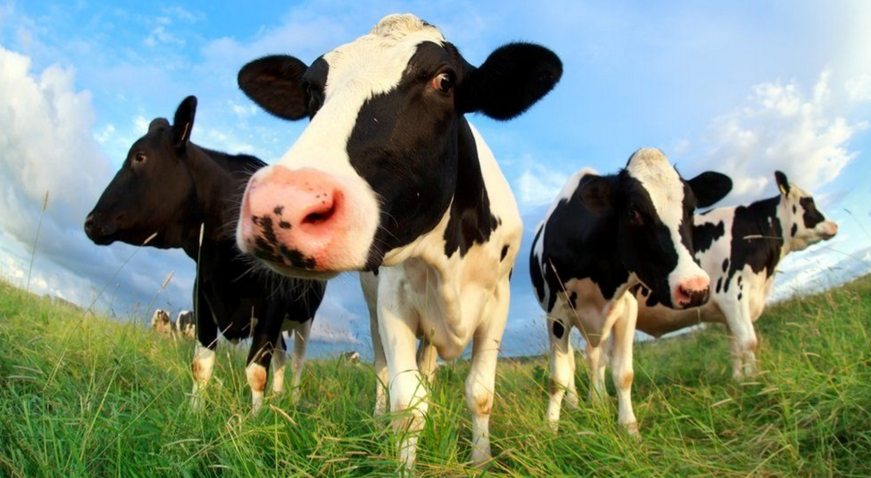 Turn Your Attention From Cars to Cows - Tempus Magazine
